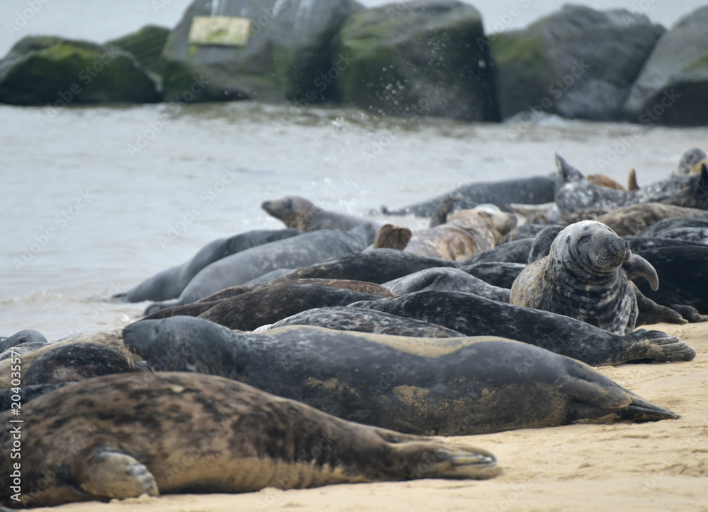Fototapeta premium Lines of grey seals lying on Horsey Beach, Norfolk