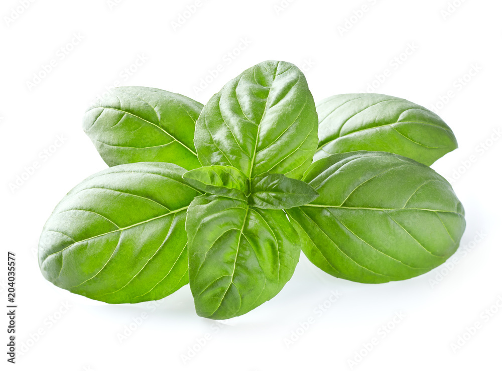 Basil leaves in closeup Basil leaves in closeup
