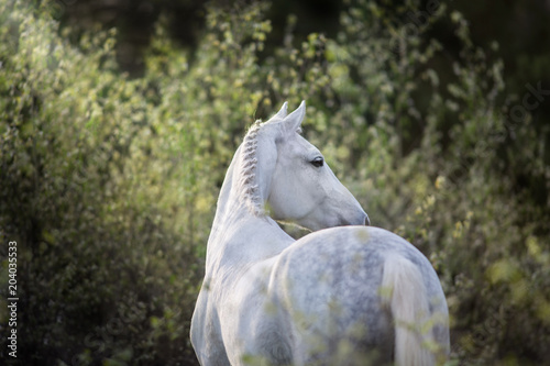 Fototapeta Naklejka Na Ścianę i Meble -  White orlov trotter portrait in forest