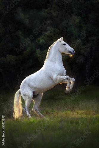White horse rearing up at sunset light