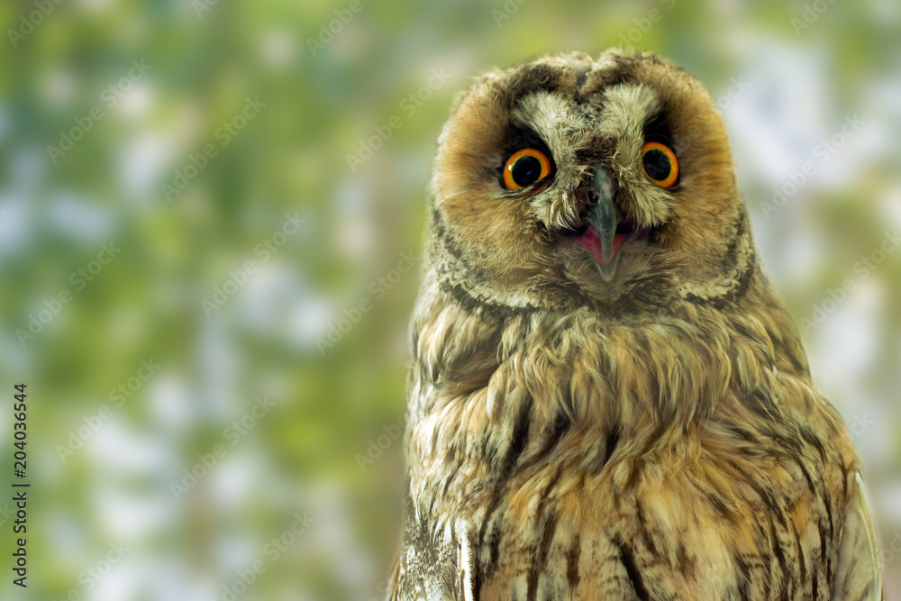Obraz premium Closeup portrait of a funny owl looking directly into the camera.