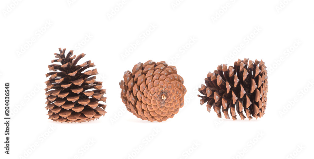 Three pine cones isolated Three pine cones isolated
