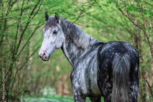 Portrait of an arabian stallion in a spring forest