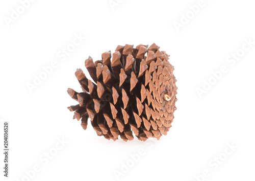 Single pine cone isolated