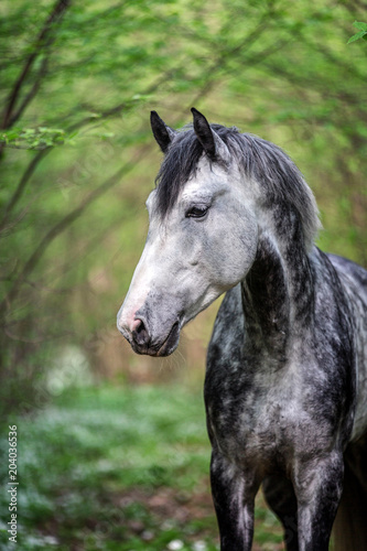 Portrait of an arabian stallion in a spring forest