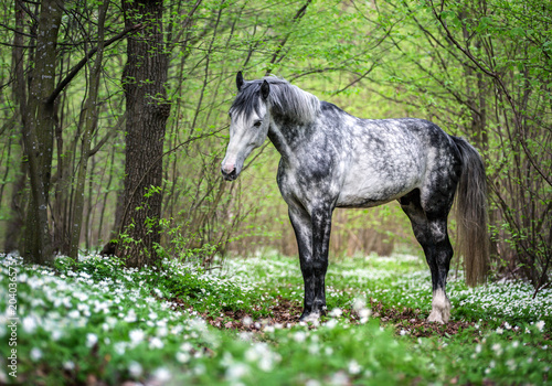 Fototapeta Naklejka Na Ścianę i Meble -  Portrait of an arabian stallion in a spring forest