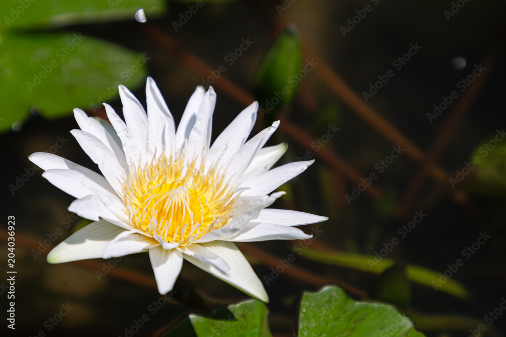 Lotus flower or water lily flower blooming with green leaves background in the pond at sunny summer or spring day.