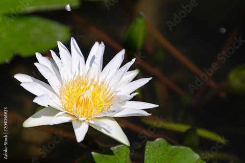 Lotus flower or water lily flower blooming with green leaves background in the pond at sunny summer or spring day.