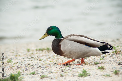 portrait of one duck walking on the pebbles beach