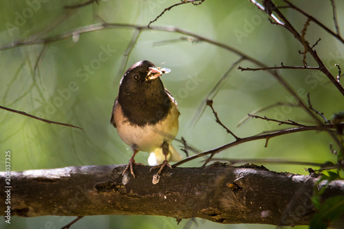 Dark Eyed Junco Perched with a Mouth Full of Insects photo