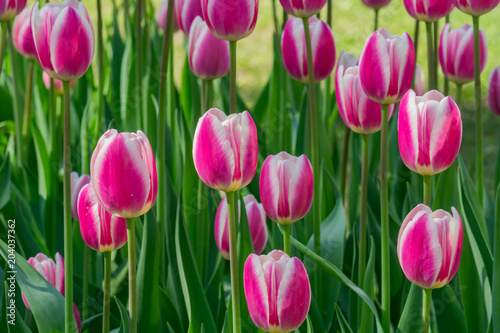 blooming field of pink tulips in the garden, floral background