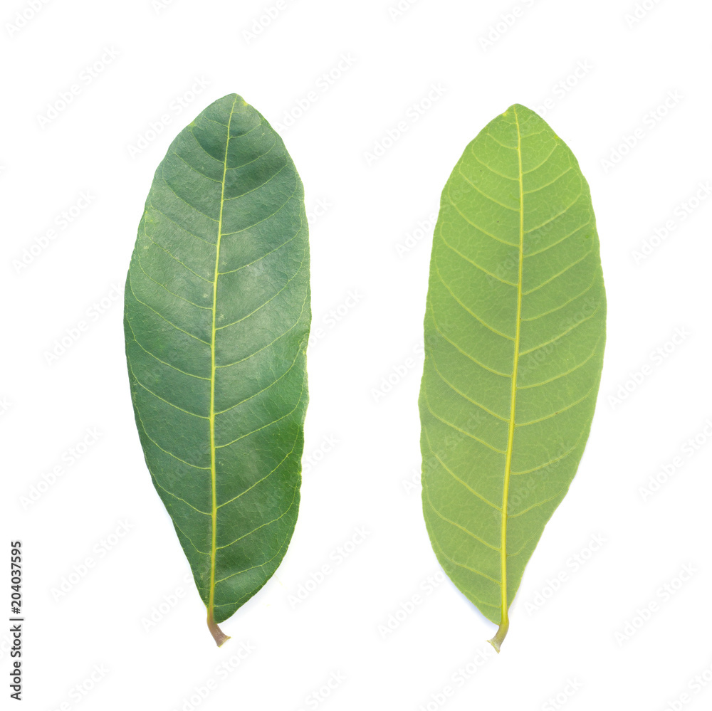 Obraz premium green leaf on a white background