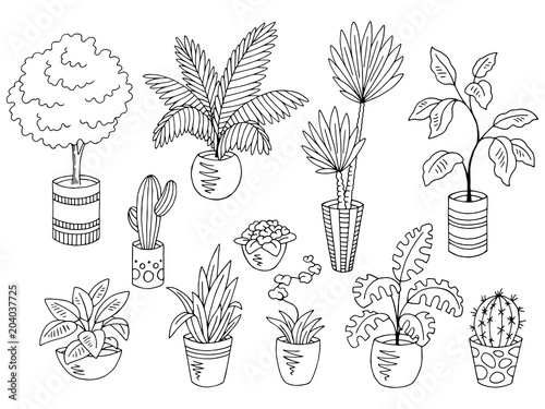 Home plants flower graphic black white isolated sketch set illustration vector