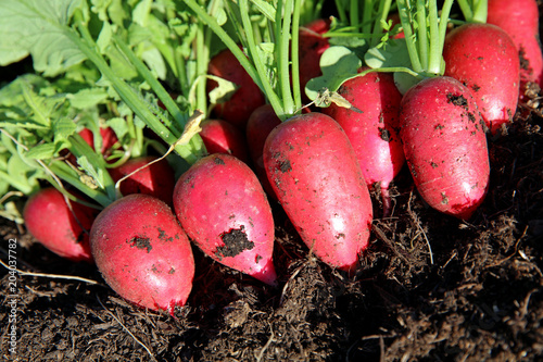 Fresh harvest organic red Radish on the Field