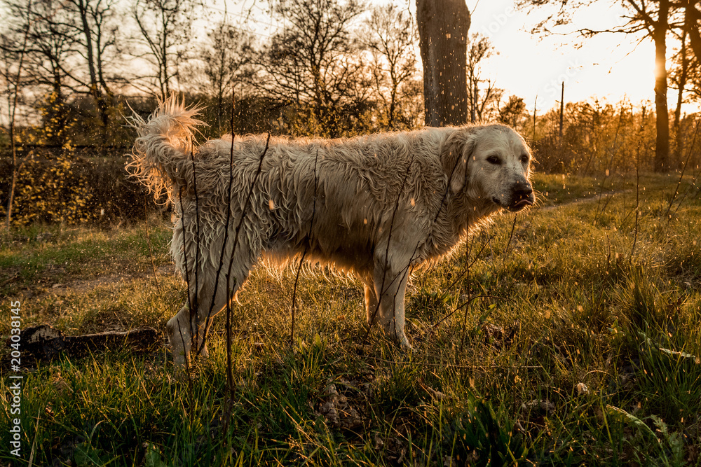 Fototapeta premium Dog in sunset