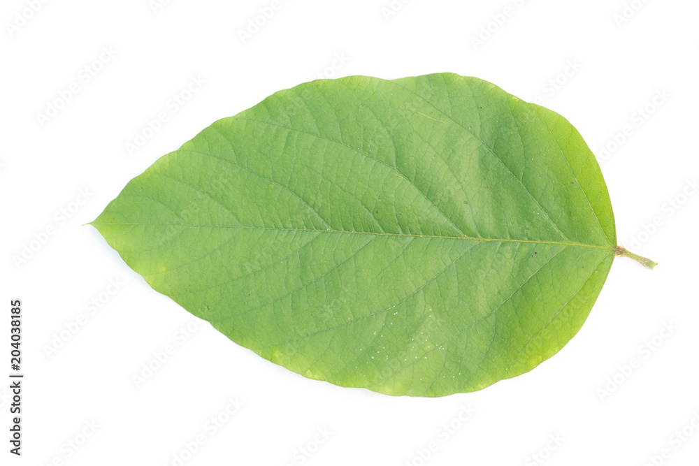 Fototapeta premium green leaf on a white