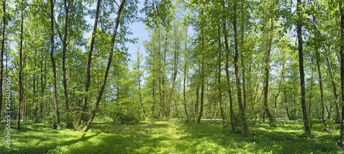 Obraz  z motywem Sunny morning in the summer forest
