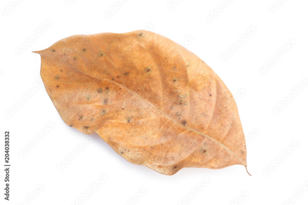 Dry leaf on white