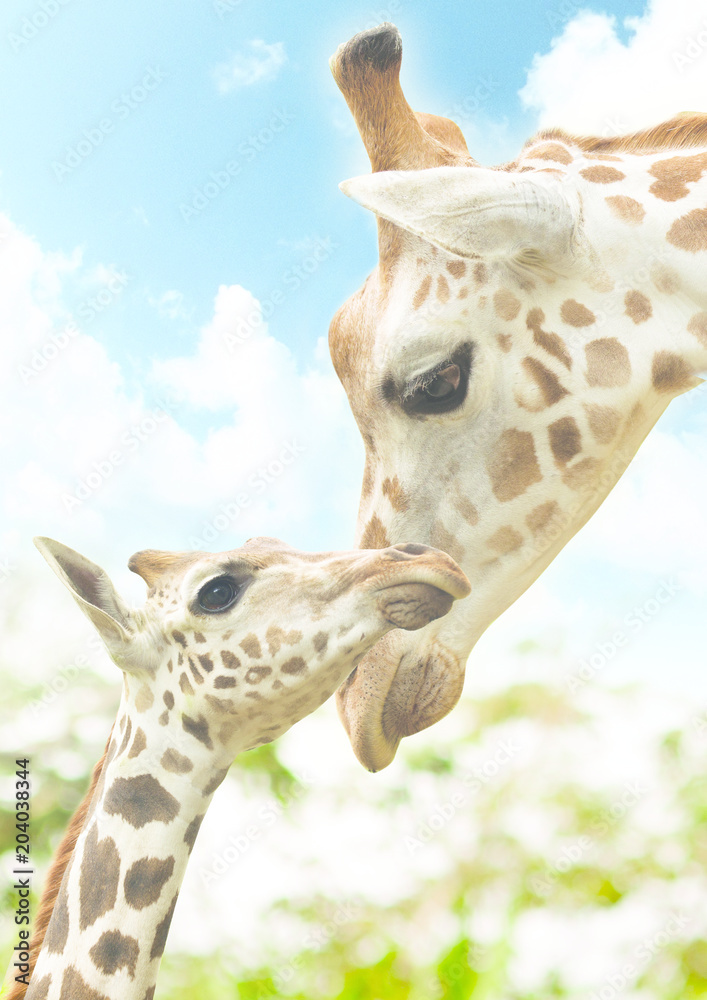 Fototapeta premium Baby Giraffe and Mom Potrait