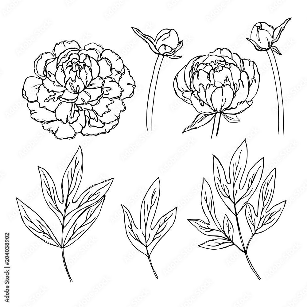 vector contour peony rose flowers bud leaf coloring book