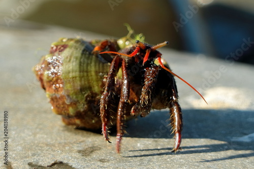 Picture of a hermit crab.
