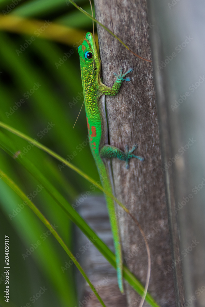 Fototapeta premium Gecko de Madagascar