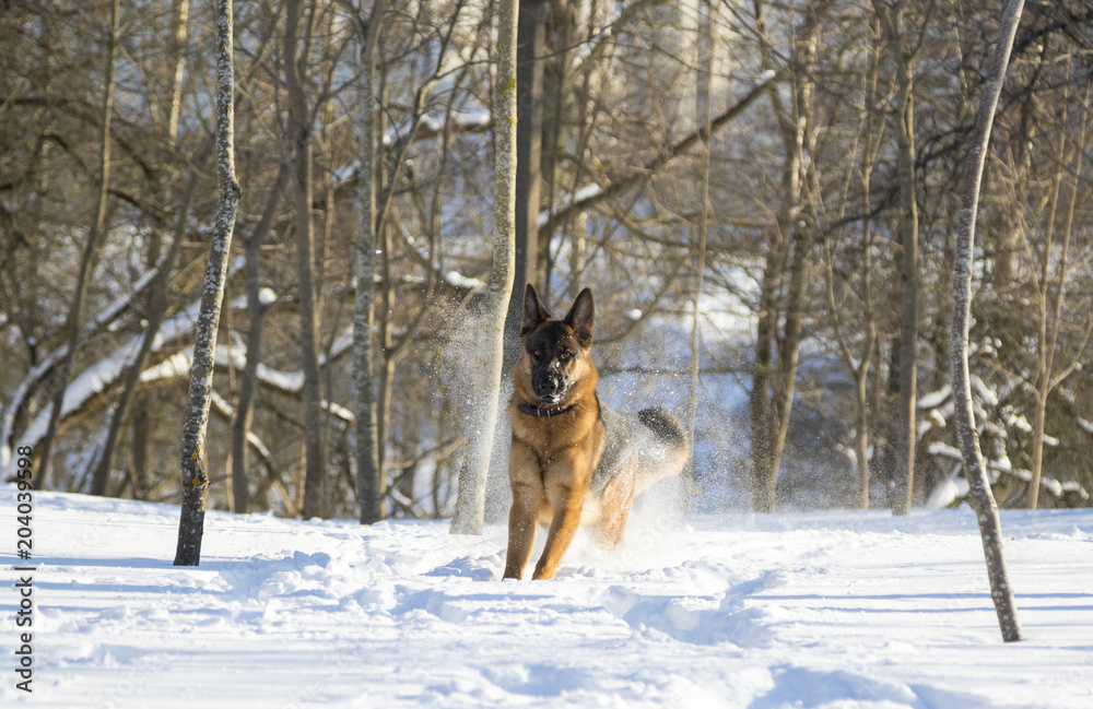 German Shepherd plays in the snow
