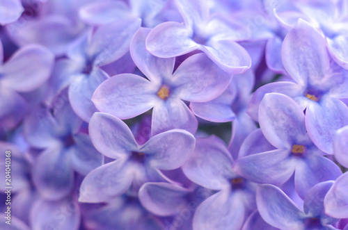 Purple fresh lilac bush blooming. Spring flowers. © liyavihola