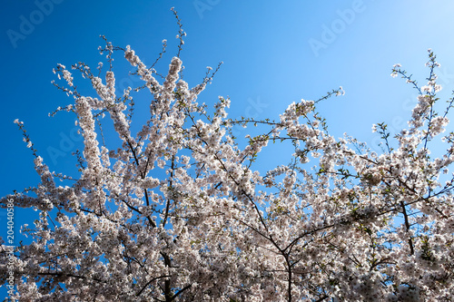 Cherry trees that bloom in ...