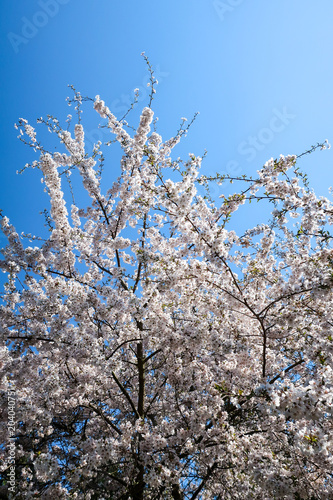 Cherry trees that bloom in ...