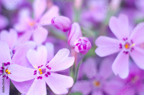 Purple creepeing phlox subulata flowers.