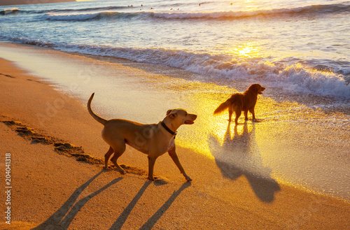 Dog on the beach