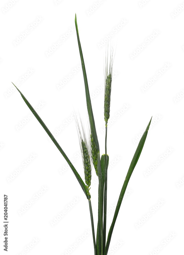 Green ears of wheat isolated on white background, with clipping path Green ears of wheat isolated on white background, with clipping path