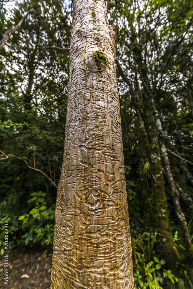 Fototapeta premium Tree trunk damaged by a labyrinth of woodworm tunnels at Tongariro alpine crossing, New Zealand