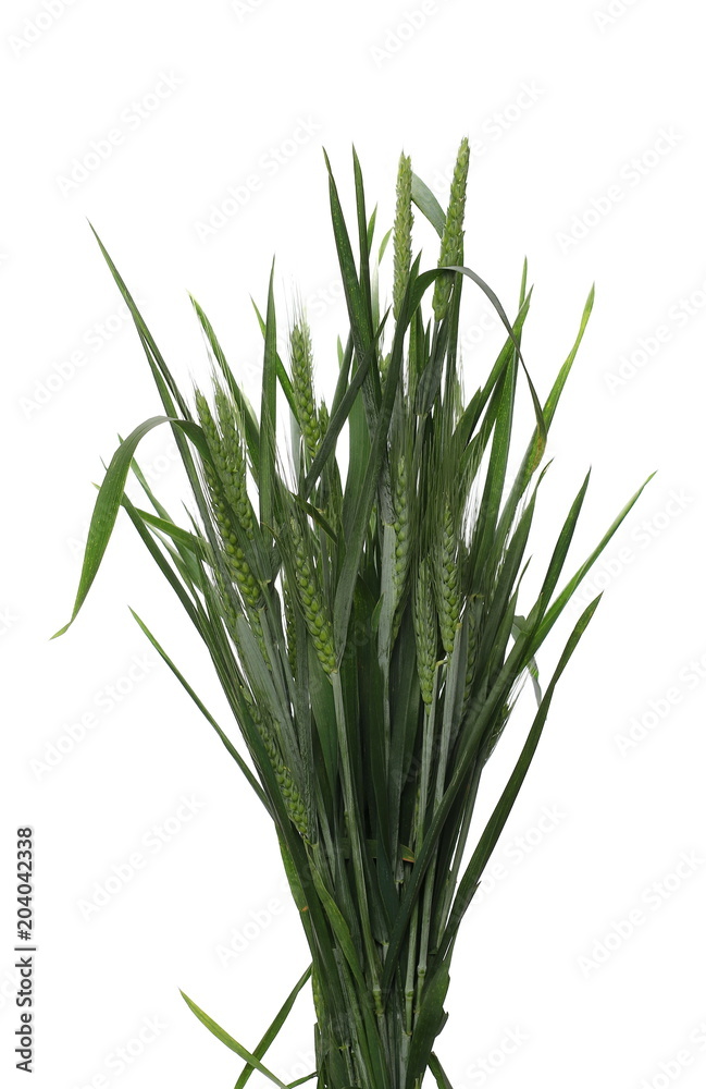 Green ears of wheat isolated on white background, with clipping path