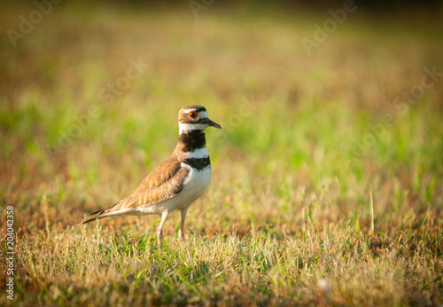 Killdeer (Charadrius vociferus ) Portrait photo