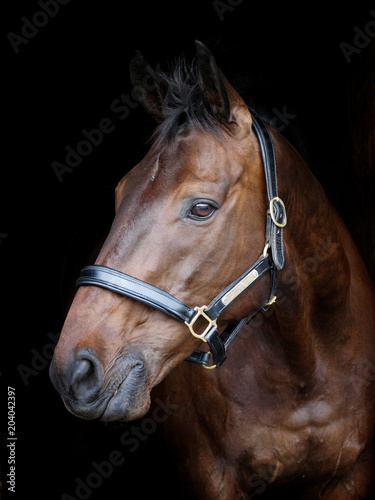 Horse Headshot Against Black Background