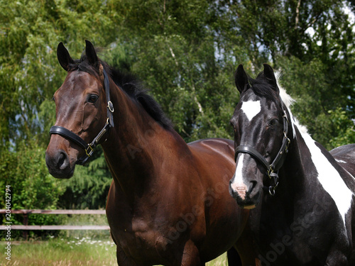 Head Shot of Two Horses