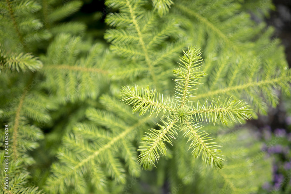 Green leaves, close-up shoots.