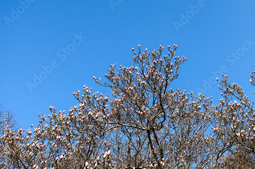 Magnolia trees that bloom i...