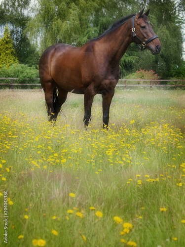 Horse Standing In Flowers © Nigel Baker