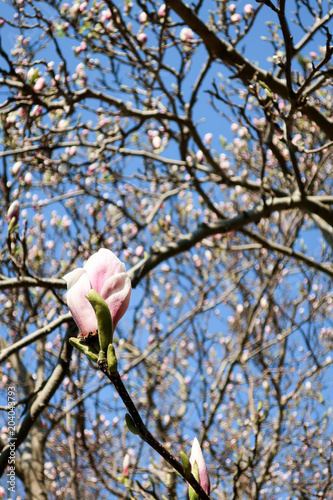 Magnolia trees that bloom i...