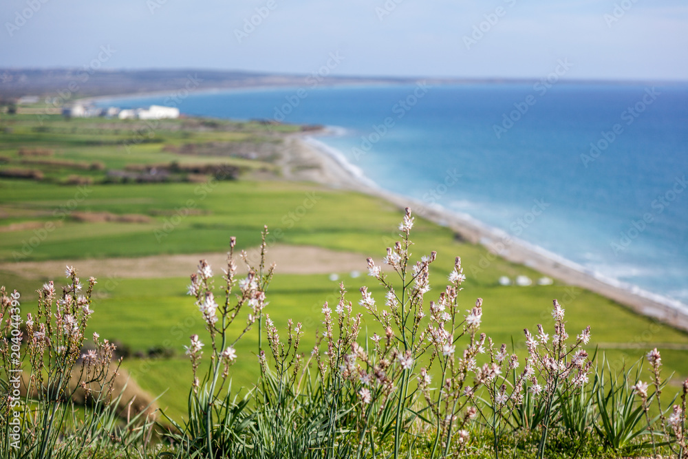 White wildflowers against the blue sea and green hills, beautiful natural summer background