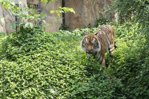 Fototapeta Naklejka Na Ścianę i Meble -  Tiger walking in the forest,  home of the tiger.