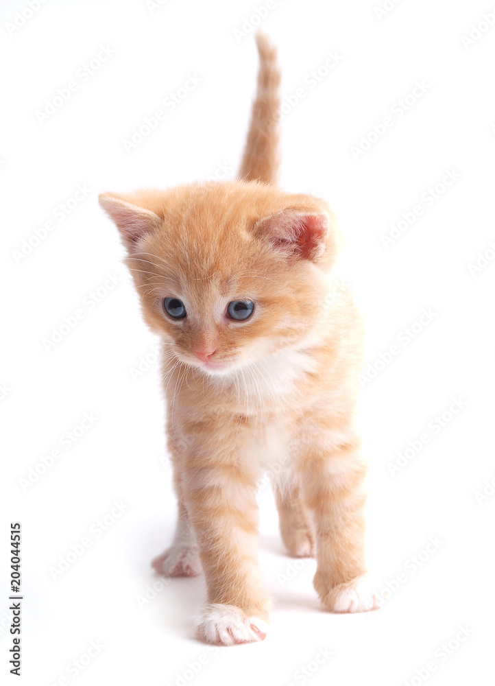 Red kitten