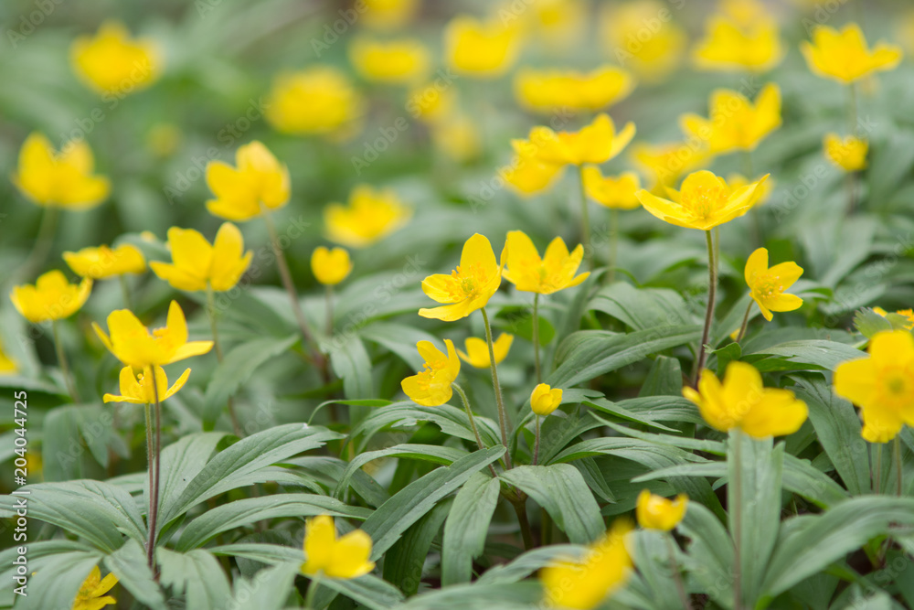 Fototapeta premium Yellow Spring blossom. Flowers at park. Close-up