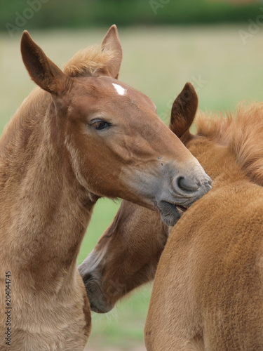 Two Foals