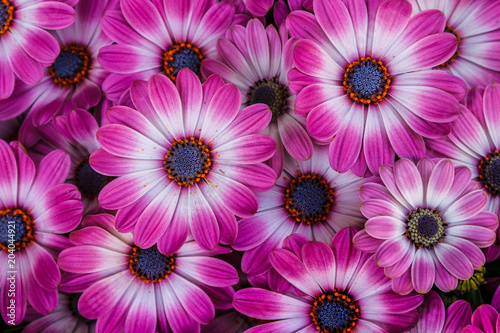 Fototapeta Naklejka Na Ścianę i Meble -  Beautiful blooming flowers of African daisies