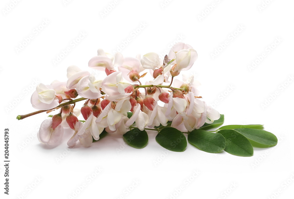 Pink acacia flowers with green leaves on branch blossoming isolated on white background Pink acacia flowers with green leaves on branch blossoming isolated on white background