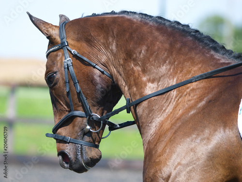 Tableau sur toile Horse Doing Dressage